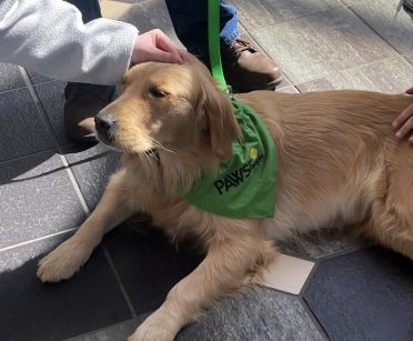 Student petting a therapy dog wearing a green bandana
